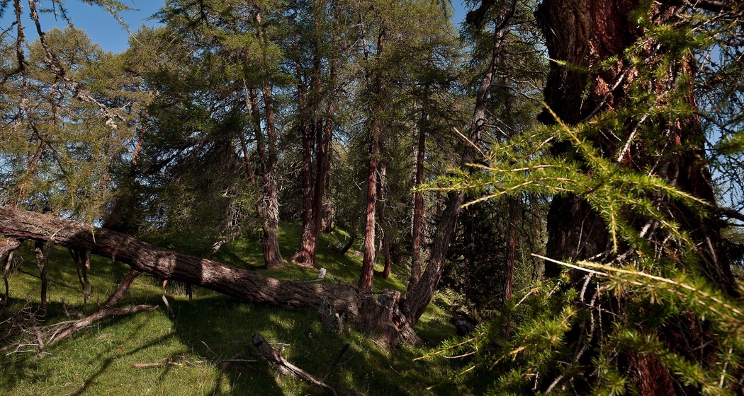 Unterwegs im Nadelmischwald bei Scuol