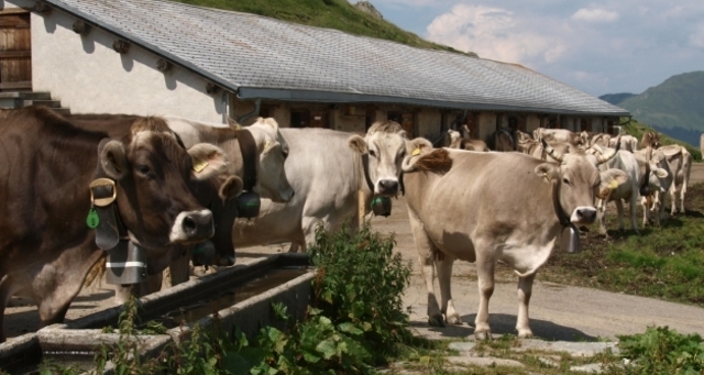 Kühe auf der Leisalp