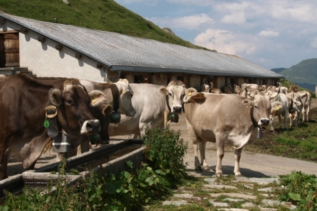 Leisalp; Foto: Markus Schlegel