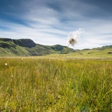 Wollgras im Fideriser Heuberg