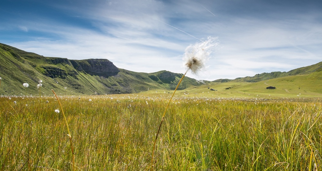 Wollgras im Fideriser Heuberg
