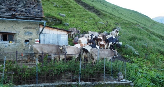 Wallatsch Alp; Foto: Markus Schelgel