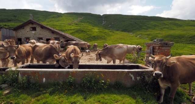 Alp Selva; Foto: Markus Schlegel