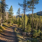 A wide route leads from Champlönch through the mountain pine forests to Grimmels.