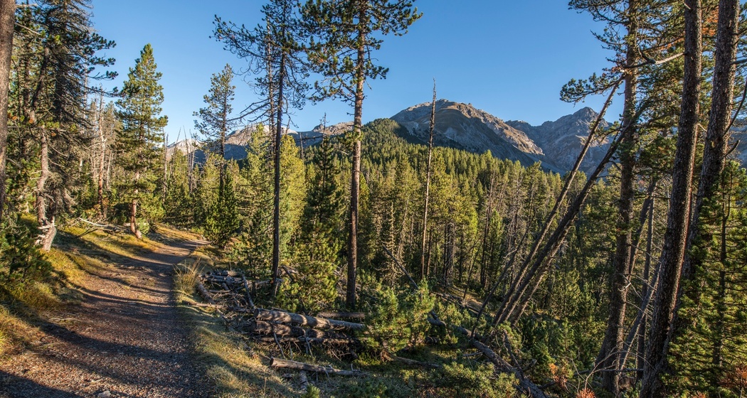 Ein breiter Weg führt von Champlönch durch die Bergföhrenwälder nach Grimmels.