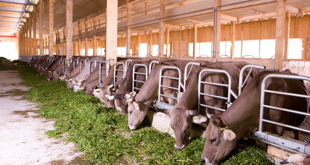 Die Kühe erhalten ihr Futter