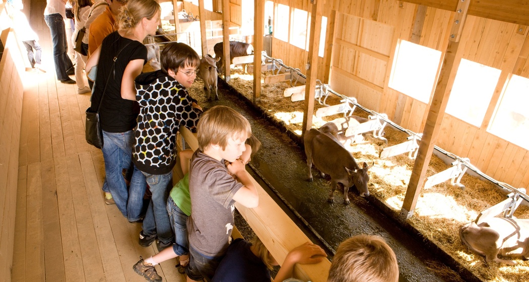 Auf dem Steg können die Tiere beobachtet werden