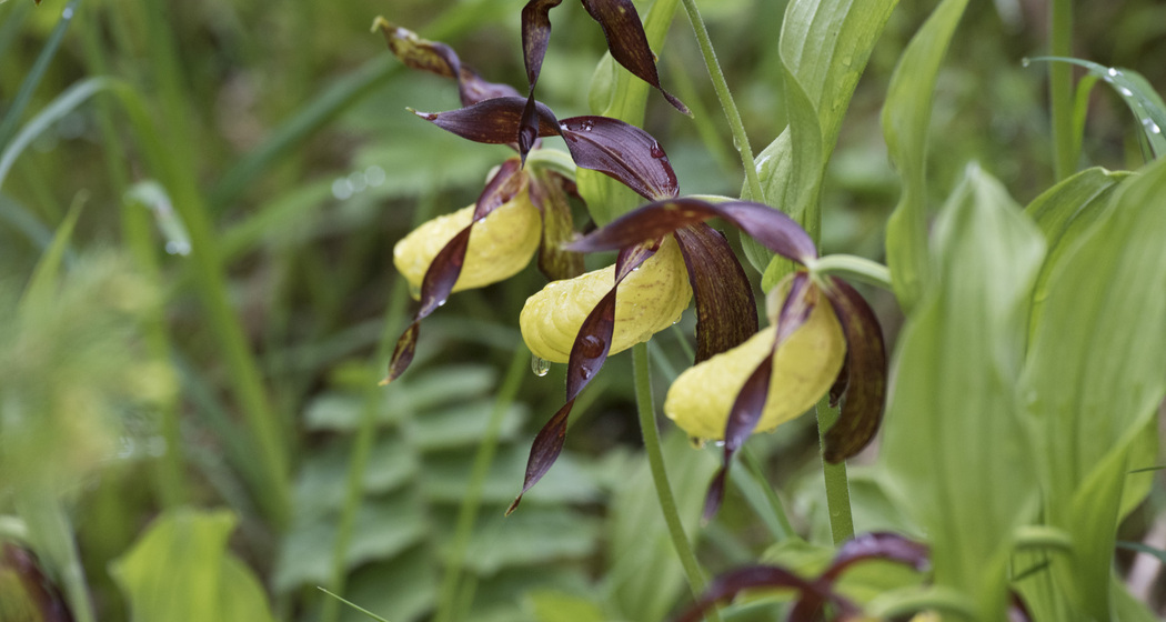 Im Juni blüht eingangs Val Trupchun an einigen Stellen der Frauenschuh, eine seltene und geschützte Orchidee.