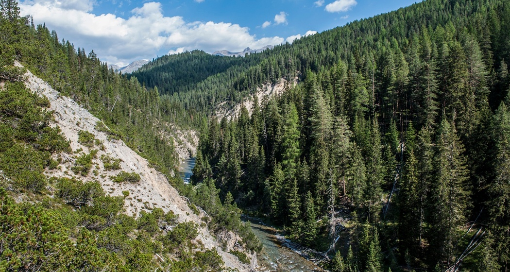 Der Spöl schlängelt sich durch die Wälder des gleichnamigen Tales.