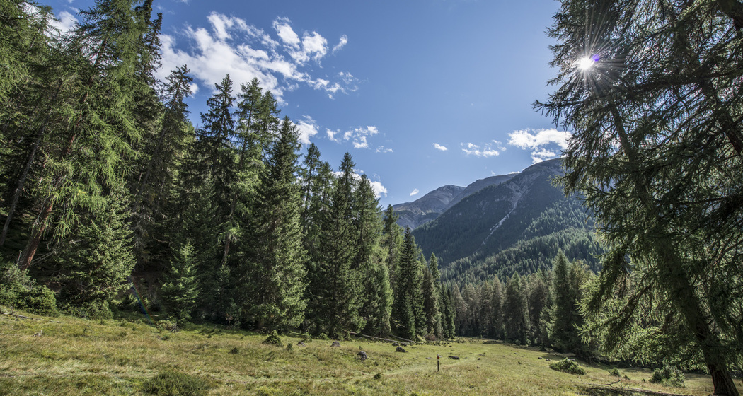 Die Lichtung von Margun Grimmels erinnert an die ehemalige Alp.