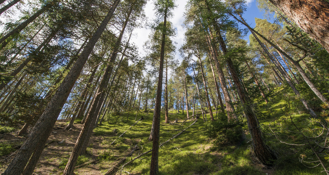 Im Aufstieg von Margun Grimmels zur Ofenpassstrasse durchqueren wir stattliche Lärchen-Waldföhrenbestände.