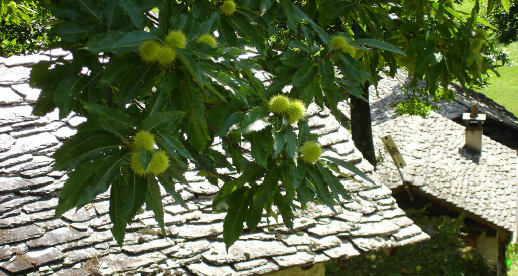 Kastanienbaum in Brentan