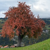 Oberhalb von Fideris