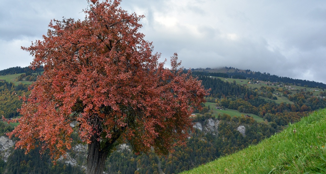 Oberhalb von Fideris