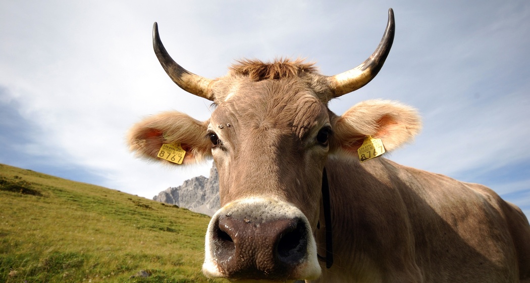 Prättigauer Höhenweg: Etappe 4, St. Antönien - Klosters (oua_22635427_image)