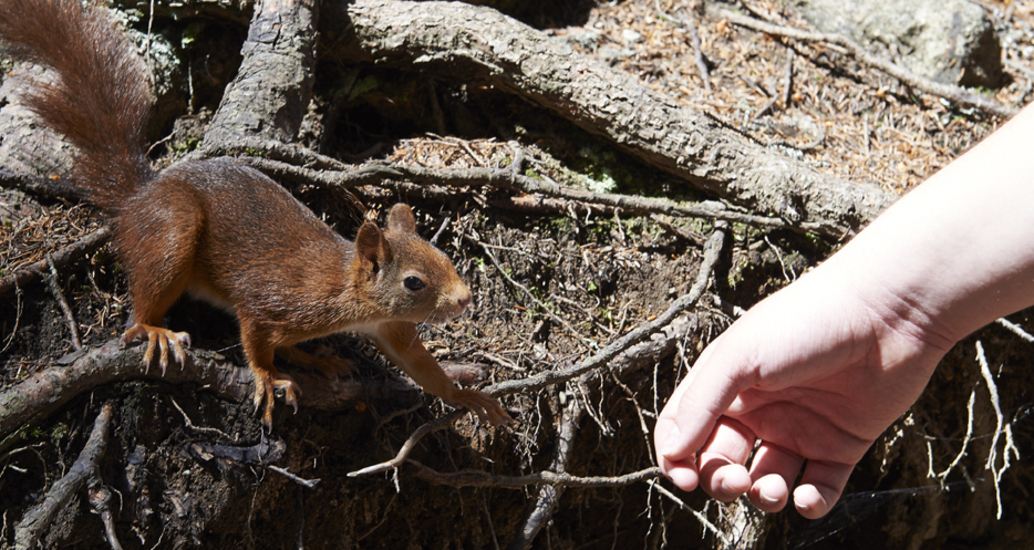 Eichhörnli auf dem Eichhörnliweg