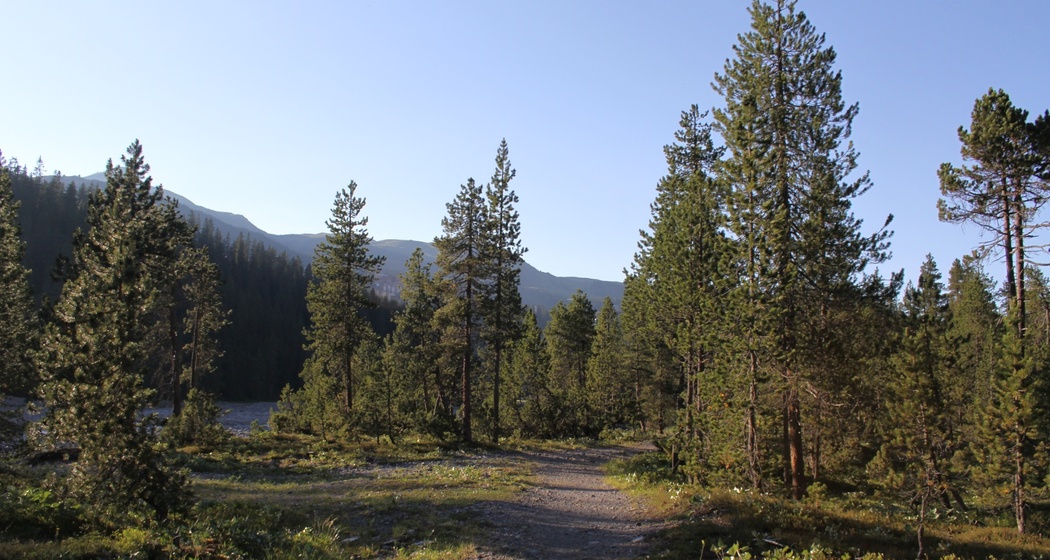Wanderweg im Iselgebiet