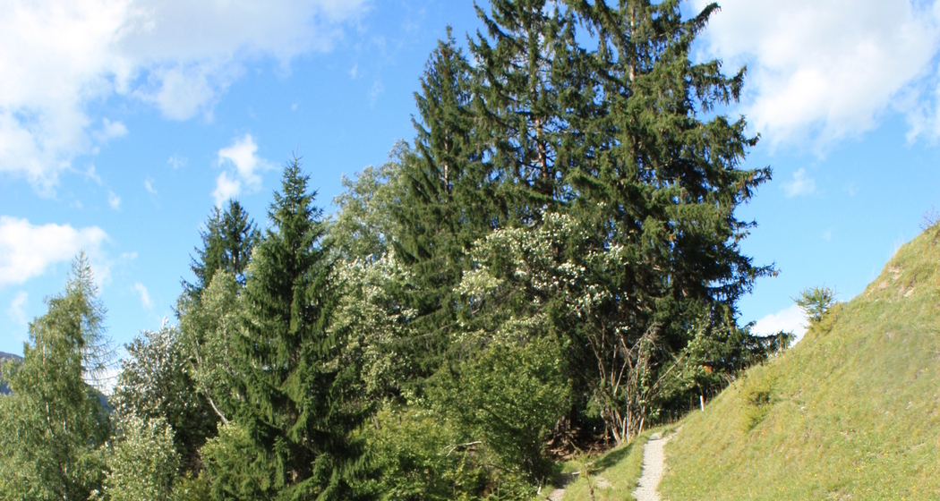 Etappe 13: Wanderweg ob Filisur Richtung Schönboden