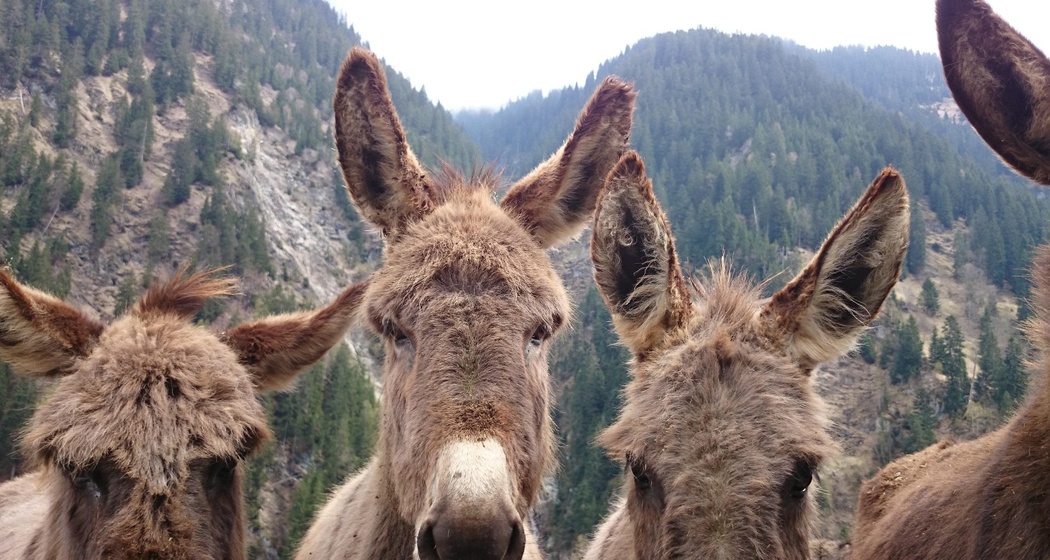 Esel-Bauernhof in Val