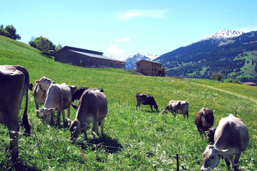 Die Kühe geniessen die Wiesen unterhalb vom Biohof