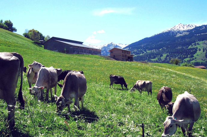 Die Kühe geniessen die Wiesen unterhalb vom Biohof