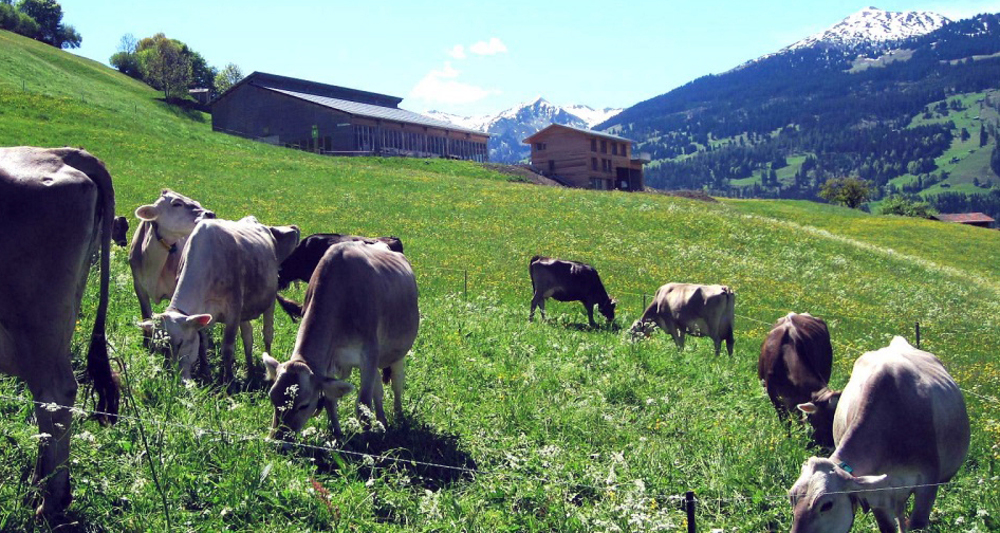 Die Kühe geniessen die Wiesen unterhalb vom Biohof
