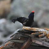 Valser Moorlehrpfad; Foto: Walter Schmid