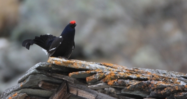 Valser Moorlehrpfad; Foto: Walter Schmid