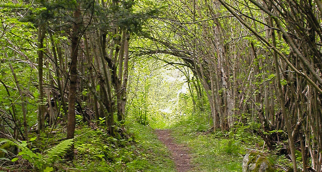 Waldlehrpfad Andeer-Clugin