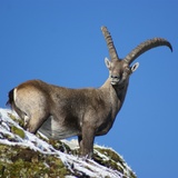 Au royaume du chamois