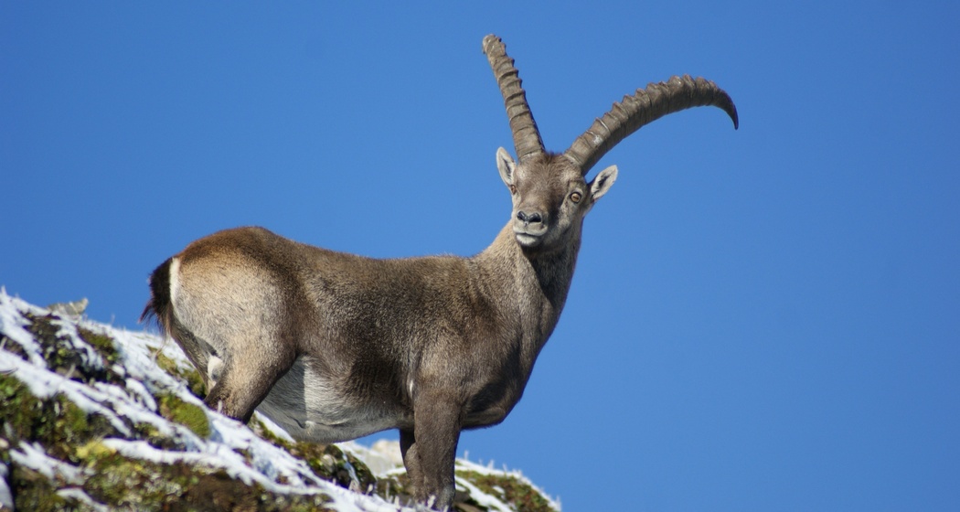Im Reich des Steinbocks