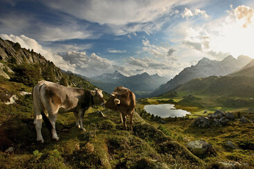 Lai da Vons mit Kühen