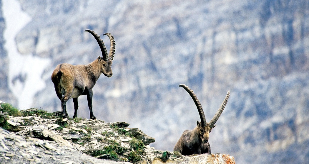 Steinböcke am Piz Beverin