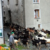 Ziegen in Hinterrhein