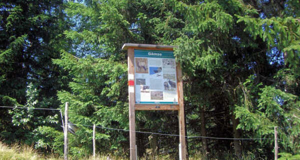 Informationstafel Gämse