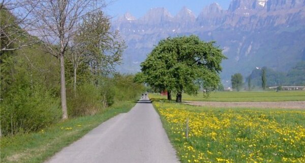 Heidiland Skate Nr. 53