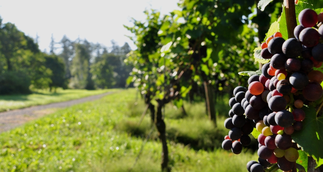 Der Fläsch-Trail - Der Trail für Weinliebhaber