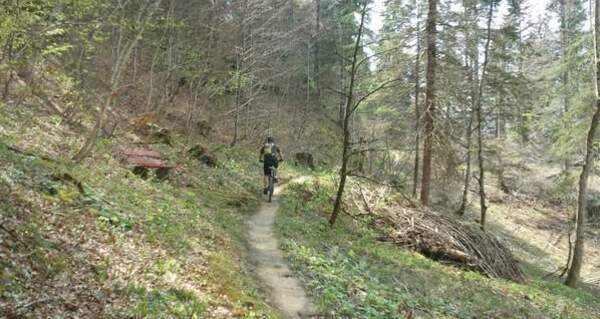 Schöner Waldtrail unterwegs