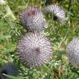 L'affascinante flora alpina nella torbiera