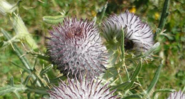 Faszinierende Alpenflora beim Moor