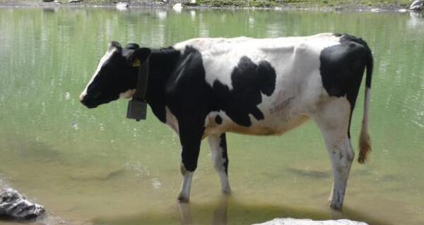 Grüner Baschalvasee