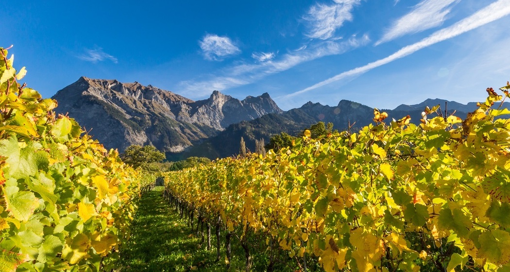 Weinreben in der Bündner Herrschaft