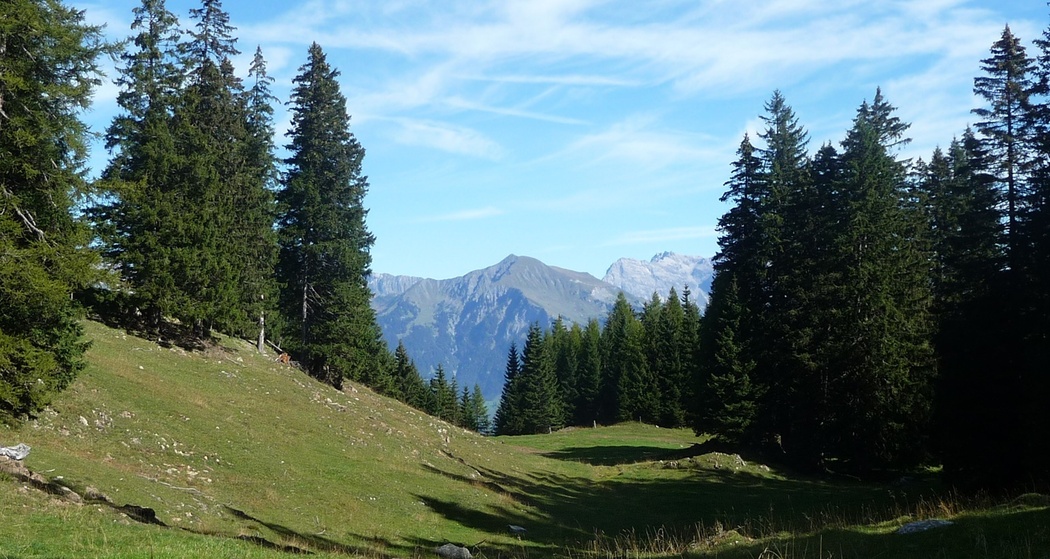Blick zwischen den Tannen hindurch