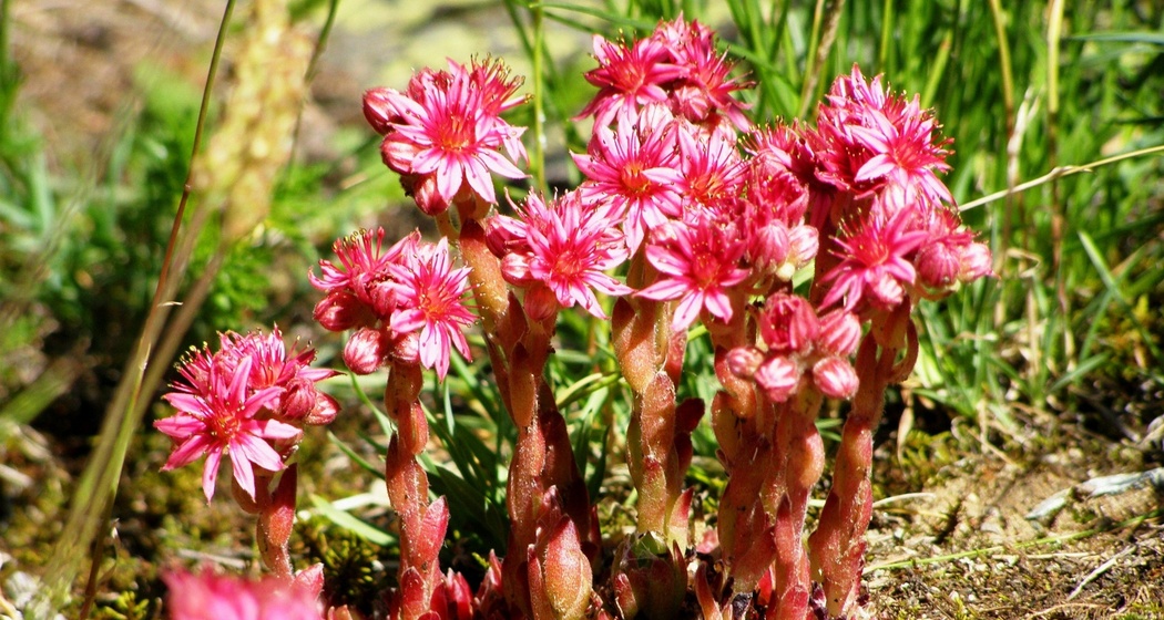 «spinnwebige Hauswurz» bei Lingin ob Zernez
