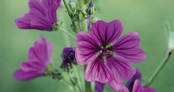 Ricola Kräutergarten