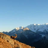 Steinböcke im Albris Gebiet