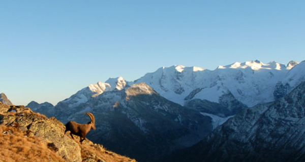 Steinböcke im Albris Gebiet