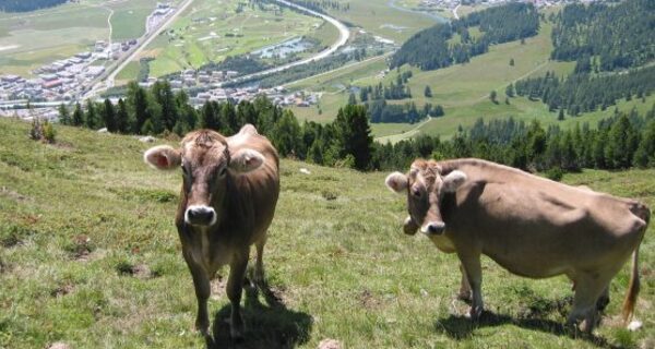Blick von der Alp Muntatsch aufs Tal
