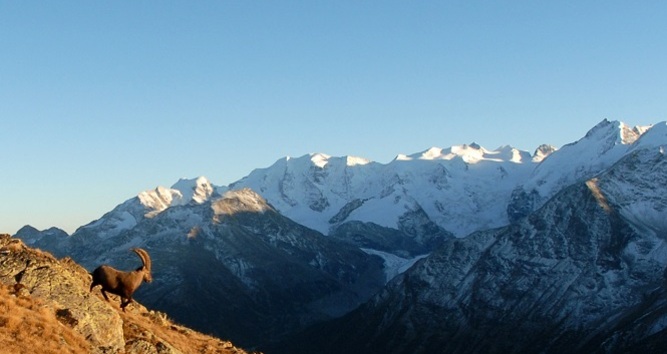 Steinböcke im Albris Gebiet
