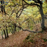 Eichenwäldchen Tschuppina